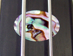 abalone