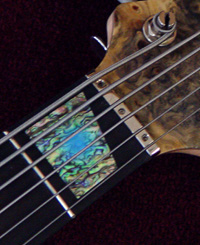 abalone