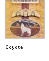Coyote