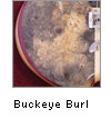 Buckeye Burl