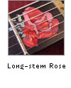 Long Stem Rose