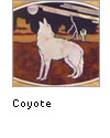 Coyote